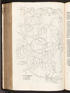 Courgette, illustratie uit De historia stirpium commentarii insignes door Leonhart Fuchs, 1542 door Heinrich and Meyer, Albert Fullmaurer