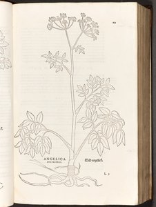 Wilde Engelwortel, illustratie uit De historia stirpium commentarii insignes door Leonhart Fuchs, 1542 door Heinrich and Meyer, Albert Fullmaurer