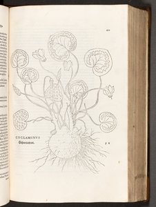 Cyclamen, illustratie uit De historia stirpium commentarii insignes door Leonhart Fuchs, 1542 door Heinrich and Meyer, Albert Fullmaurer