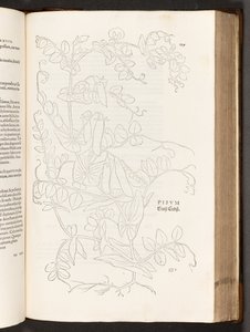 Erwt, illustratie uit De historia stirpium commentarii insignes door Leonhart Fuchs, 1542 door Heinrich and Meyer, Albert Fullmaurer