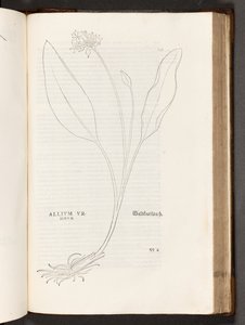 Allium, illustratie uit De historia stirpium commentarii insignes door Leonhart Fuchs, 1542 door Heinrich and Meyer, Albert Fullmaurer