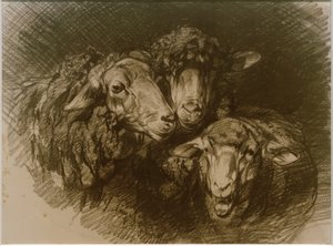 Schapen