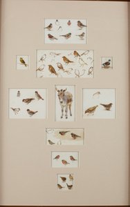 Schetsen van een ezel en vogels door Helen Allingham