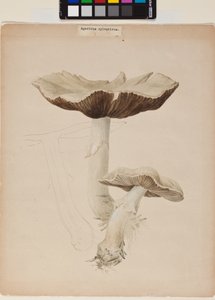 Agaricus augustus door Helen Beatrix Potter