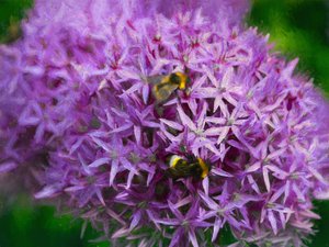 Bijen in de aliums, 2018 door Helen White
