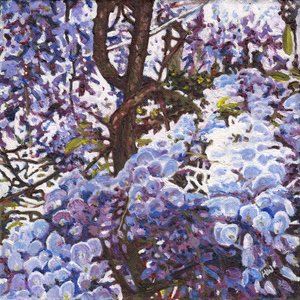 Blauwe Wisteria door Helen White