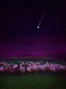 Kudde bij Nacht, 2019 door Helen White