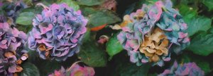 Hortensia