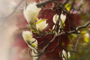 Magnolia, 2018 door Helen White