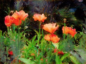 Perzikachtige papavers, 2020 door Helen White
