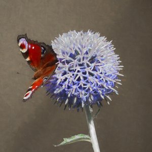 Pauw op Blauwe Distel door Helen White