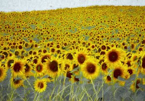 zonnebloemveld door Helen White