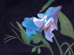 Lathyrus
