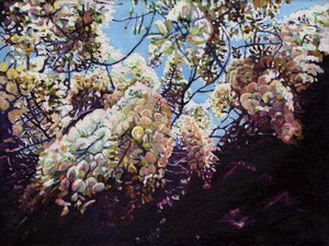 Witte Wisteria, 2012 door Helen White