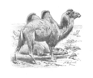 Bactrische Kameel, ca. 1900