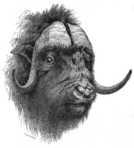 Muskusos, ca. 1900