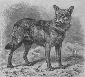 De Wolf, ca. 1900
