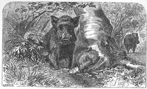 Wilde zwijnen in het bos, ca. 1900