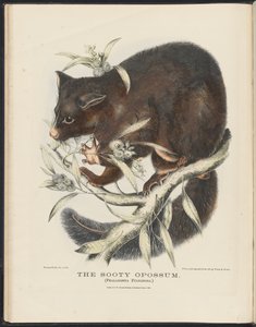 Zoogdieren van Australië (Krefft) Nla.obj-33627803-10 De roetige opossum