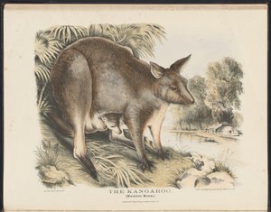 Zoogdieren van Australië (Krefft) Nla.obj-33627803-12 De kangoeroe