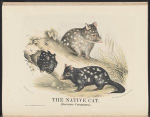 Zoogdieren van Australië (Krefft) Nla.obj-33627803-14 De inheemse kat door Helena Scott