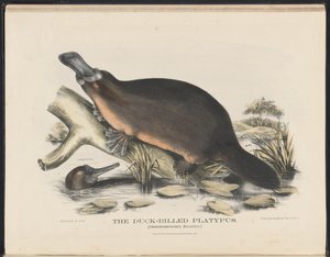 Zoogdieren van Australië (Krefft) Nla.obj-33627803-16 Het vogelbekdier door Helena Scott
