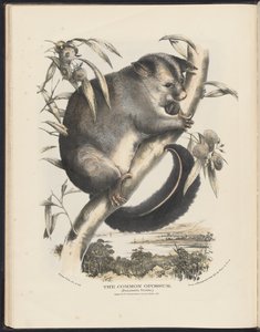 Zoogdieren van Australië (Krefft) Nla.obj-33627803-9 De gewone opossum door Helena Scott