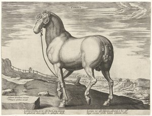 Paard uit Corsica