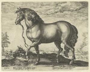 Paard uit Calabrië