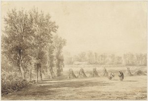 Korenveld