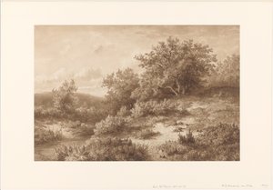 Landschap met beek en struiken