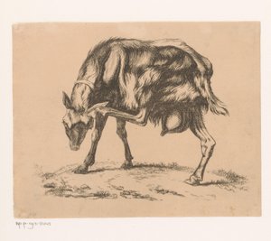 Geit die zich op de kop krabt door Hendrik Jozef Franciscus van der Poorten