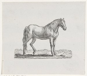 Paard