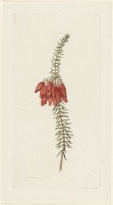 Bloemen (Erica Mammosa)