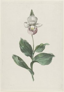 Orchidee Vrouwenschoentje (Cypripedium reginae Walter)