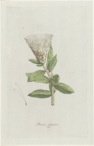 Protea
