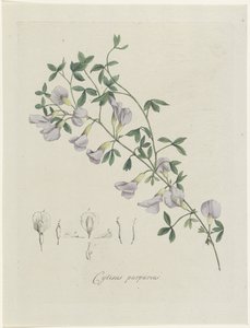 Purperen brem door Hendrik Schwegman