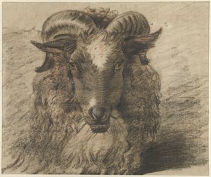 Kop van een ram