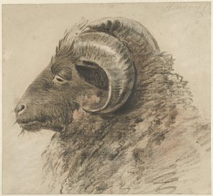 Kop van een ram, naar links, van opzij gezien