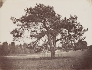 Hamilton Palace Park (Parasol Pine), ca. 1858 (foto) door Henri Charles de Rostaing