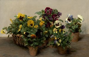 Viooltjes, 1874