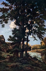 Eikenbomen in Chateaunenard, Frankrijk