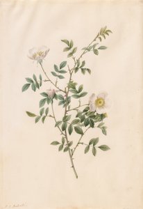 Brier Bush Rose of Hondsroos Rosa Sepium Rosea door Pierre Joseph Redouté