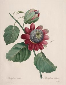 Choix des plus belles fleurs...plus beaux fruits: Passiflore ailee