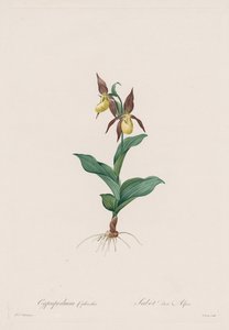 Les Liliacées: Cypripedium calceolus, 1802-1816 door Pierre Joseph Redouté
