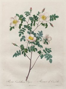 Les Roses: Rosa Candolleana Elegans, 1817-1824 door Pierre Joseph Redouté