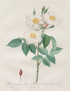 Les Roses: Rosa Damascena, subalba