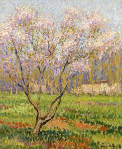 Appelboom in Bloei