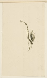 Vignet uit Au Pied du Sinaï door Henri de Toulouse-Lautrec