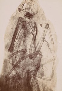 Röntgenfoto van de Mummie van een Roofvogel door Henri van Heurck